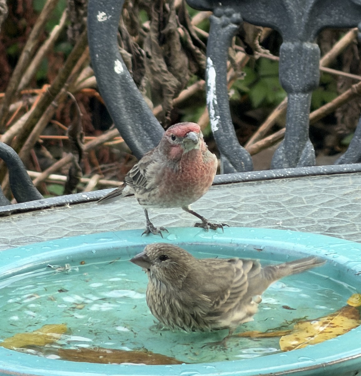 House Finch - ML644007580