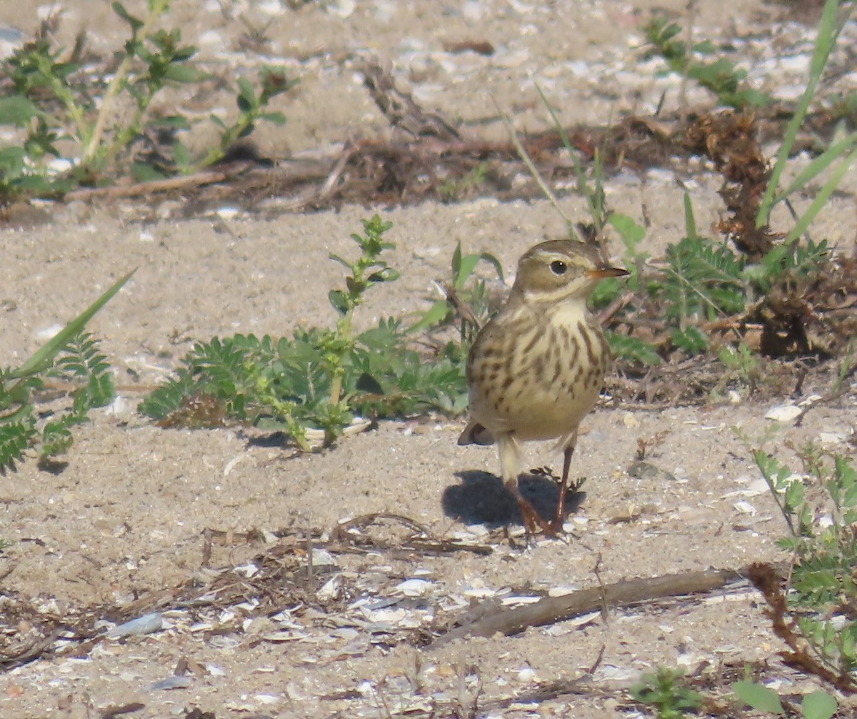 American Pipit - ML644007581