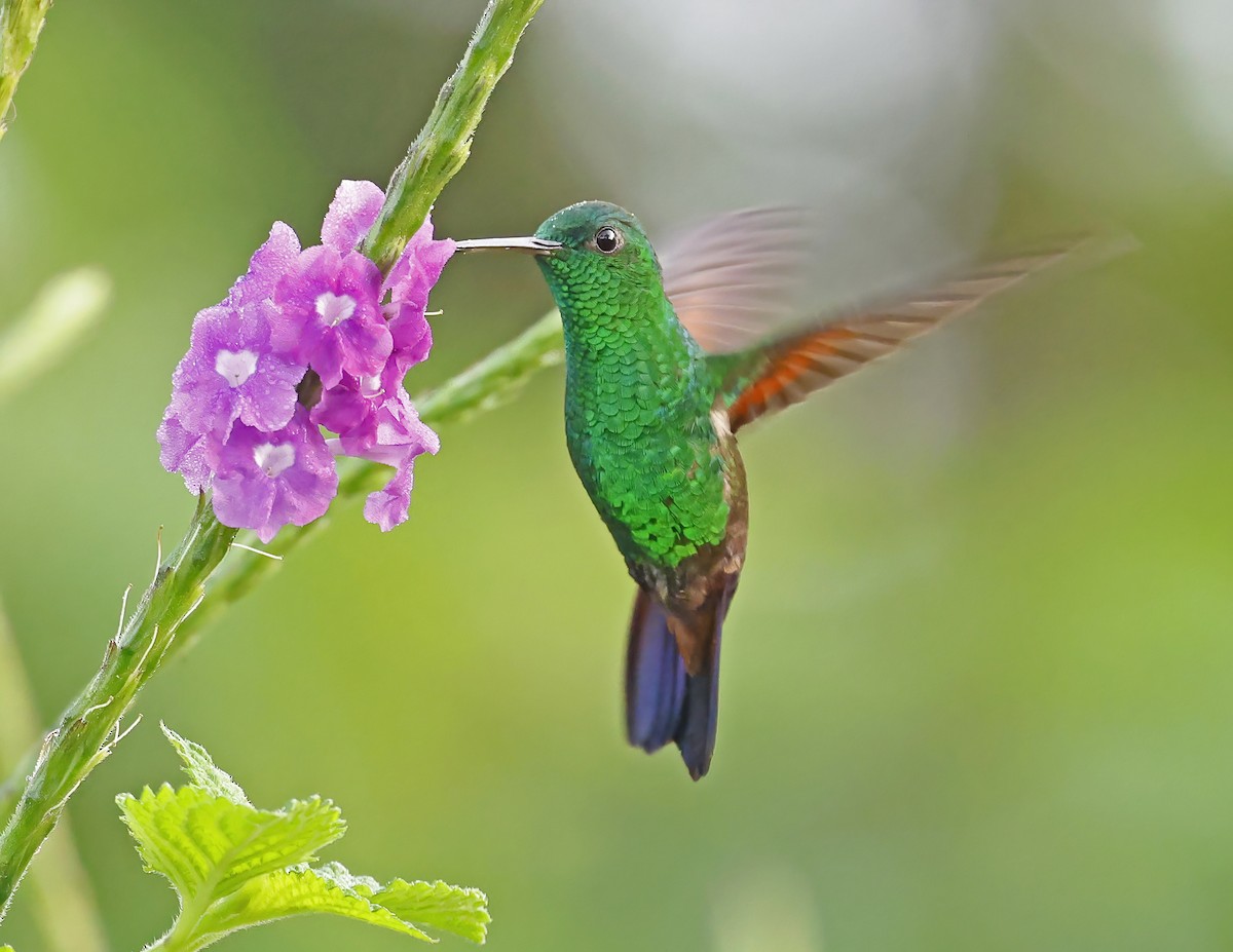 Амазилія-берил синьохвоста - ML644007585