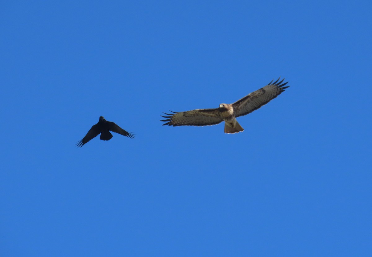 Red-tailed Hawk - ML644007586
