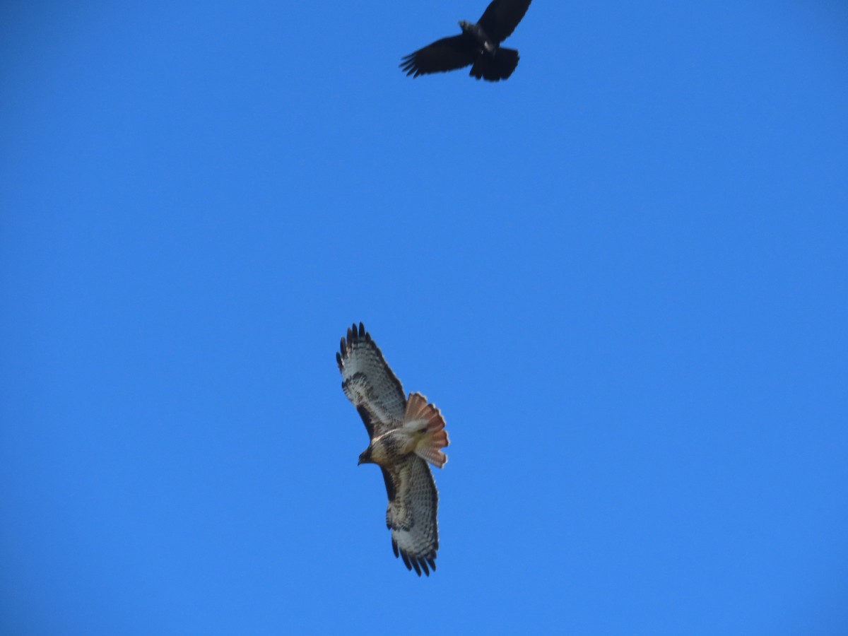 Red-tailed Hawk - ML644007587