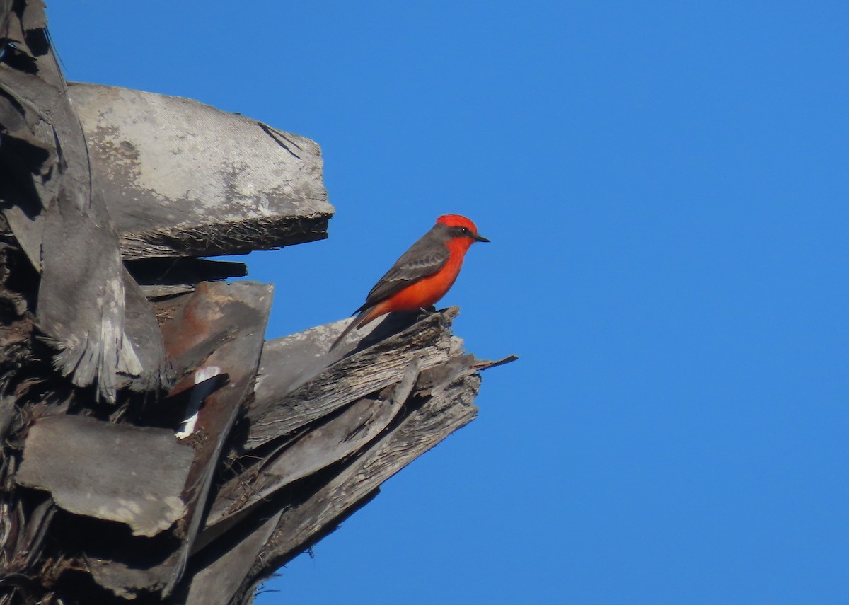 Vermilion Flycatcher - ML644007592