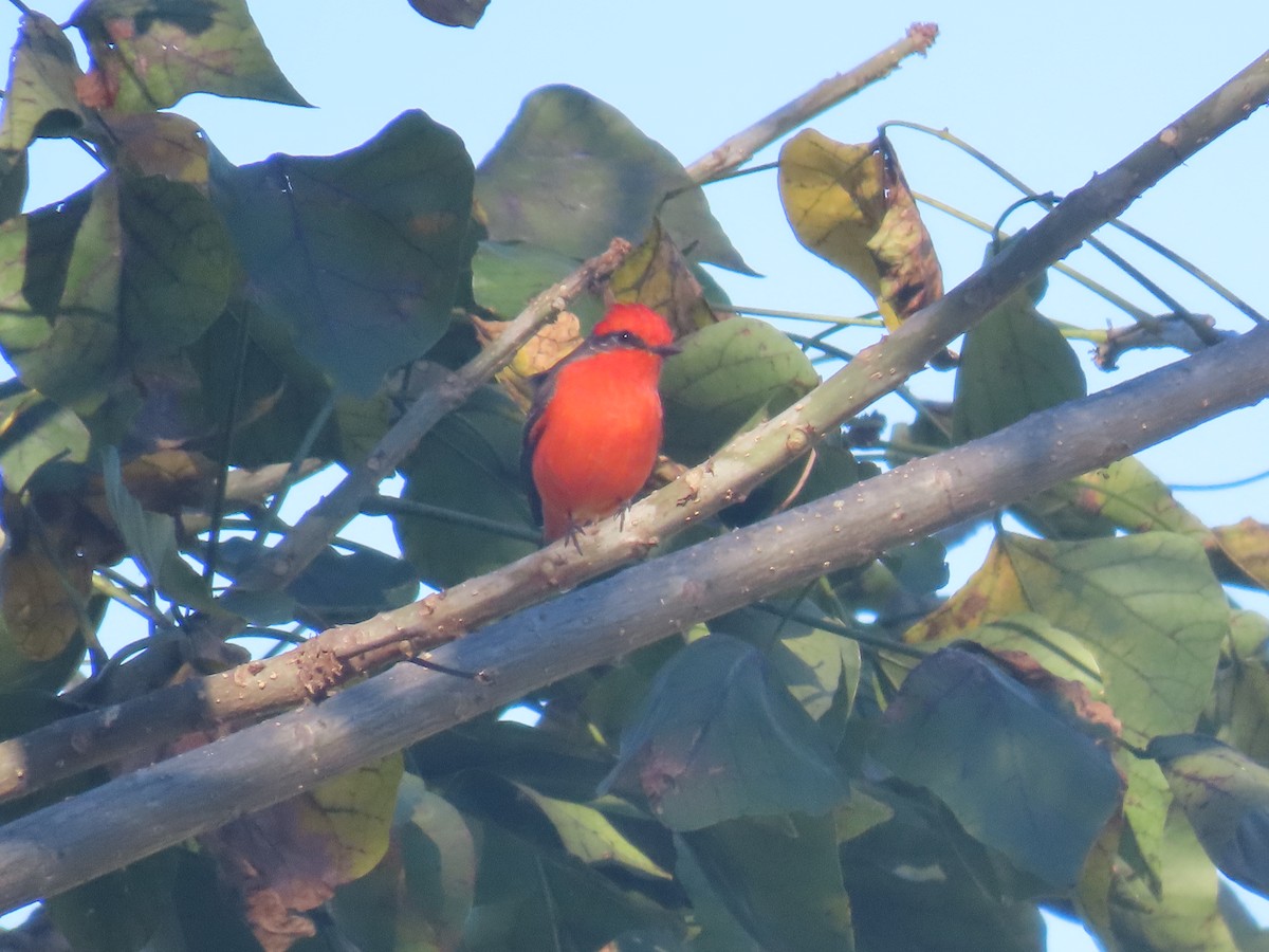 Vermilion Flycatcher - ML644007593