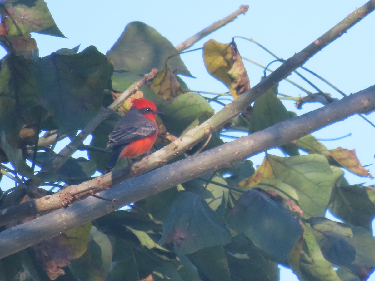 Vermilion Flycatcher - ML644007594