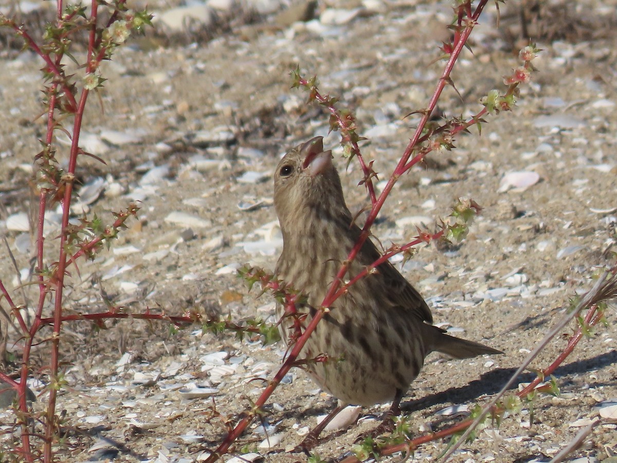 House Finch - ML644007602