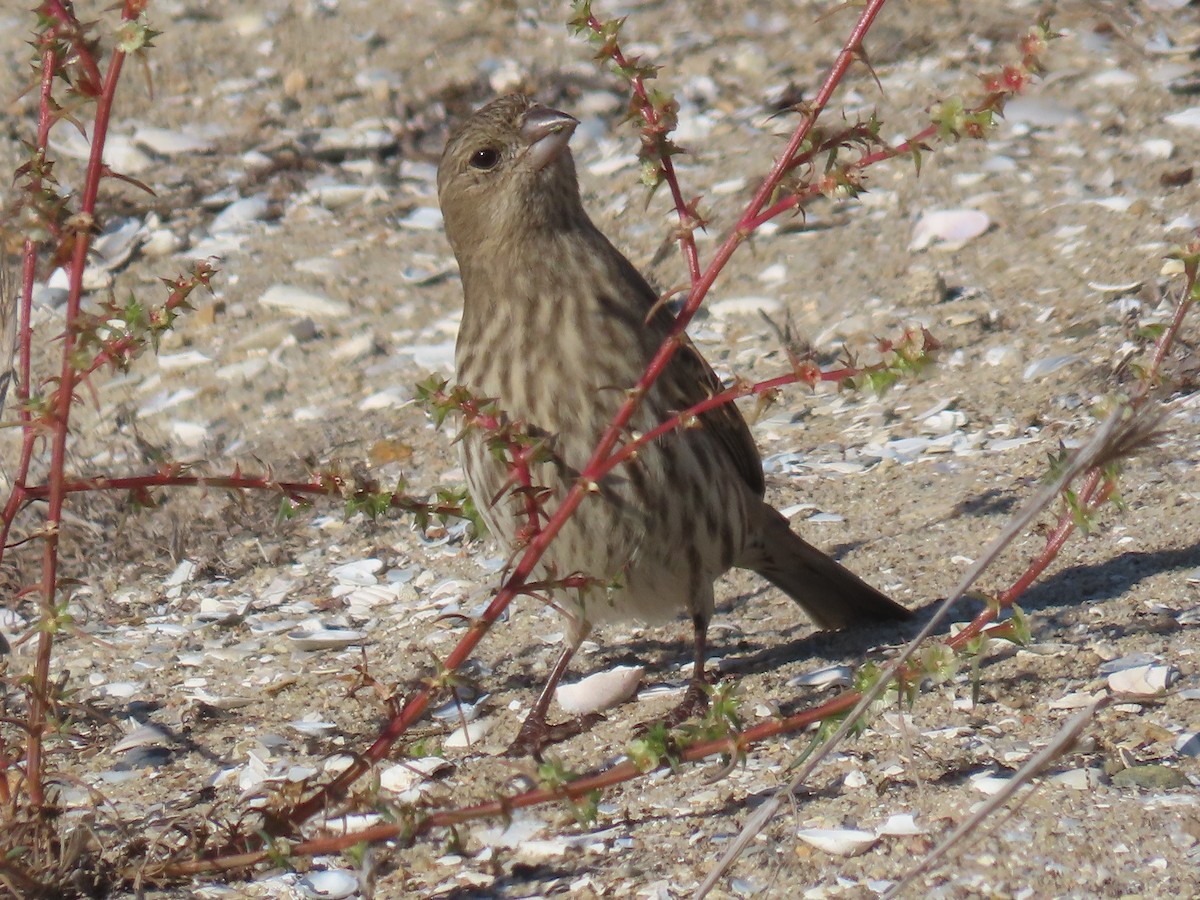 House Finch - ML644007603