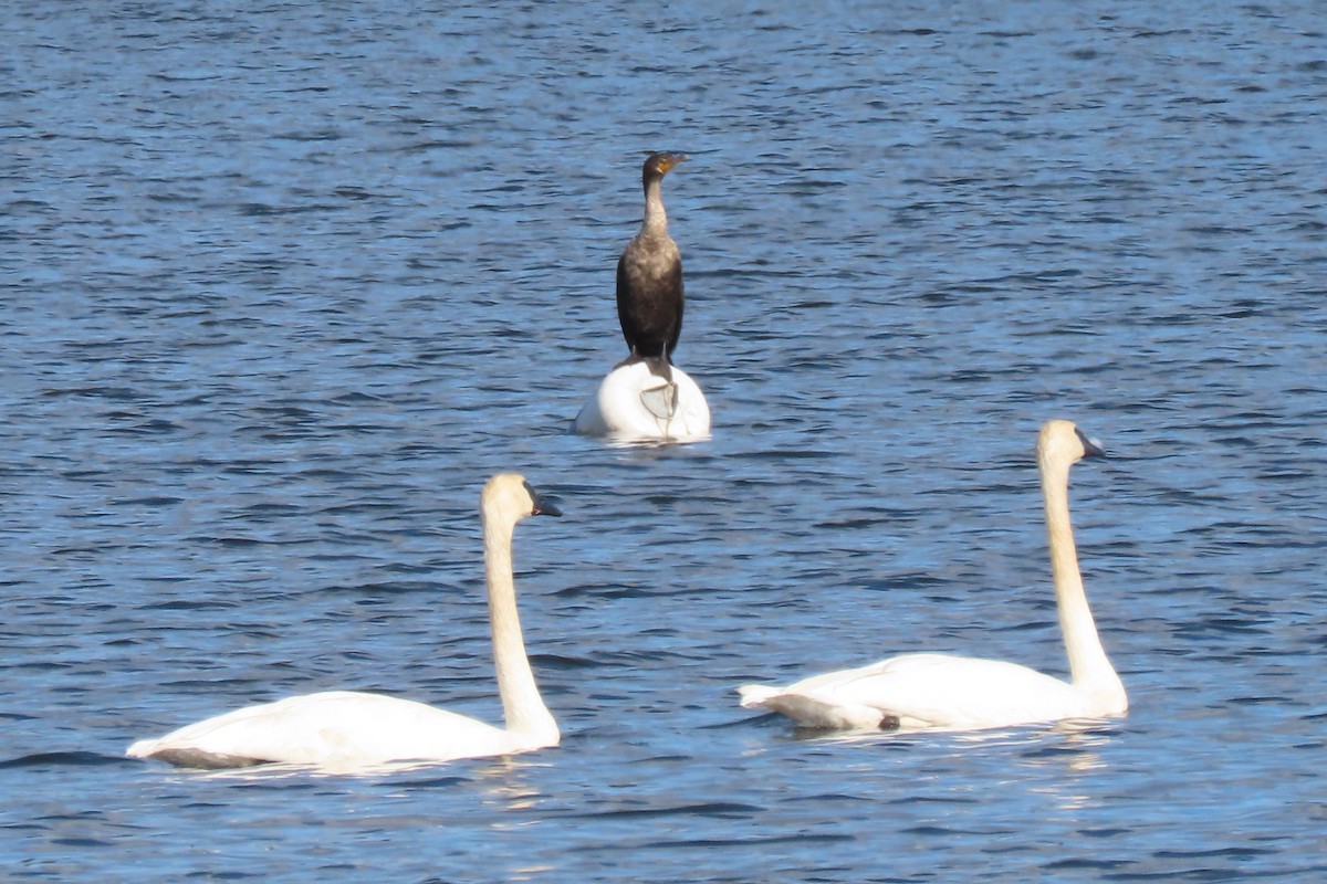Cormoran à aigrettes - ML644007639