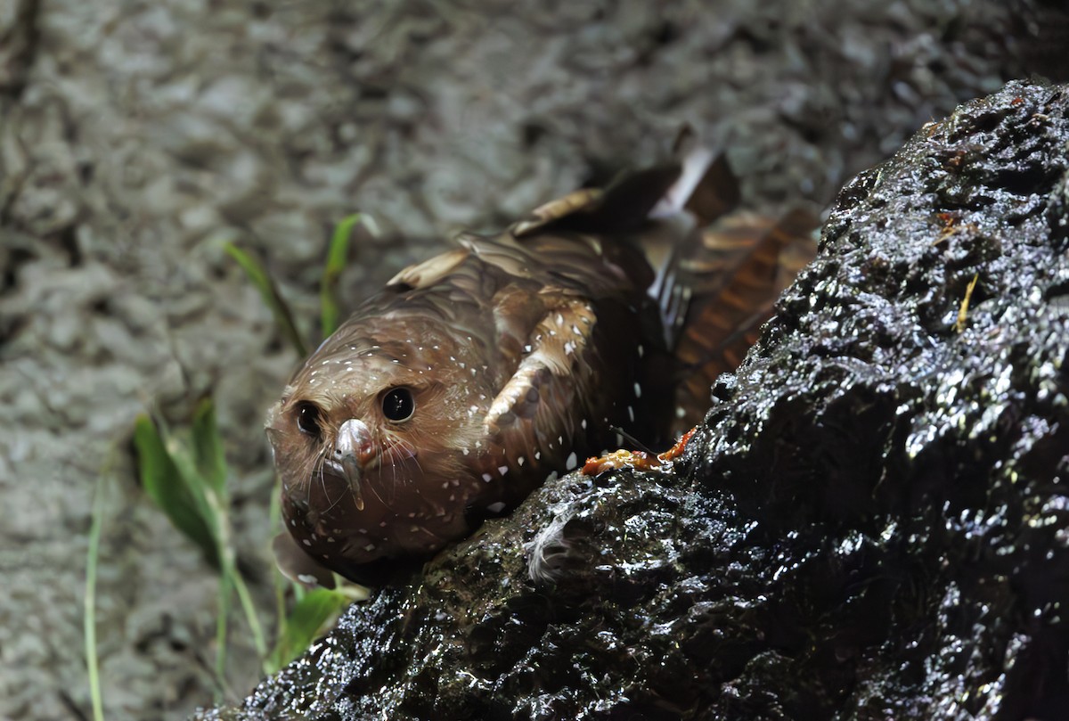 fettfugl - ML644007646