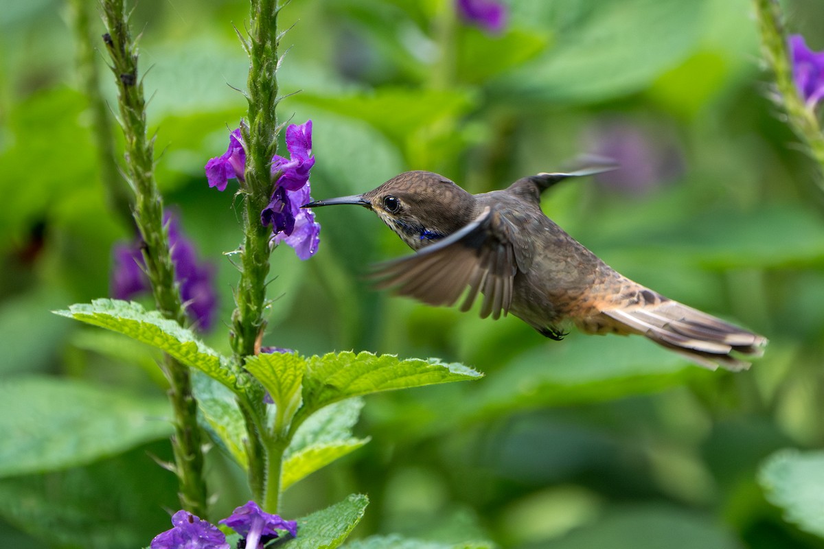 Brown Violetear - ML644007652