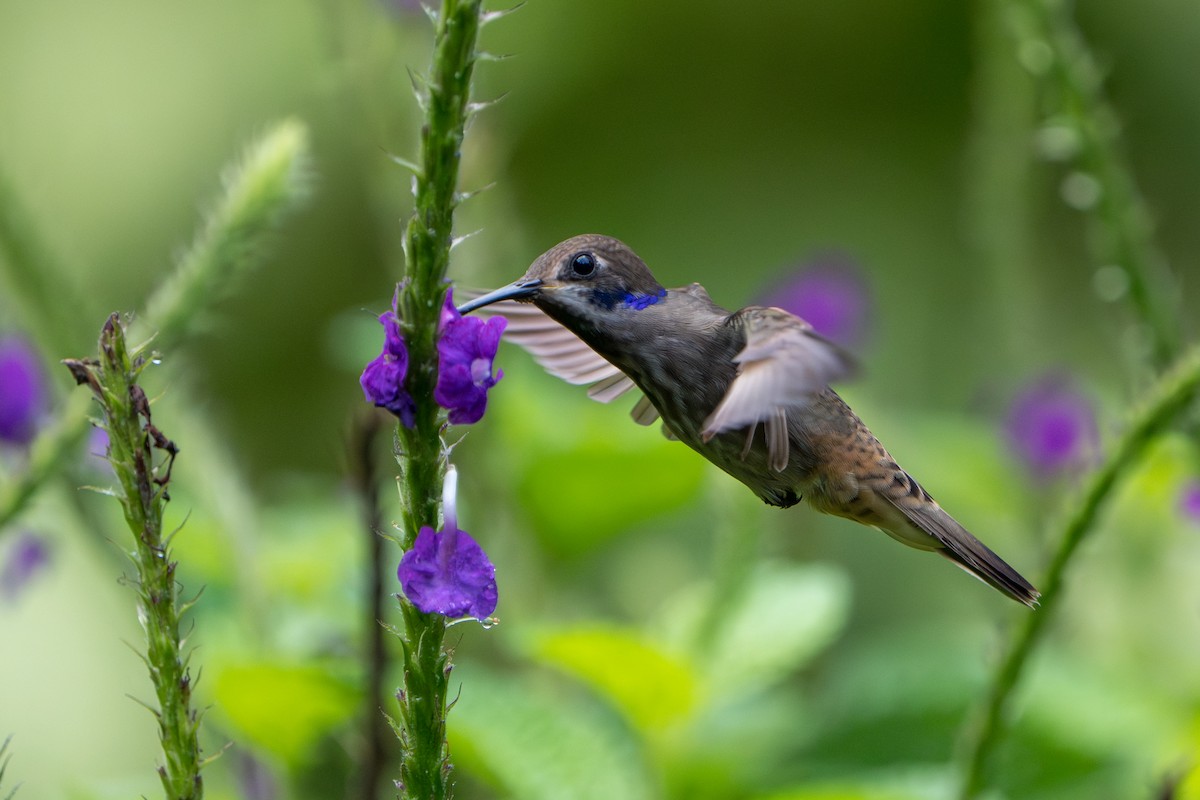 Brown Violetear - ML644007653