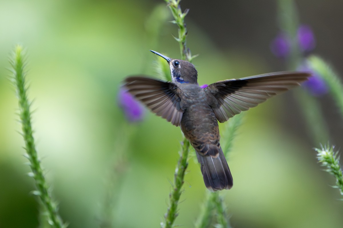 Brown Violetear - ML644007654