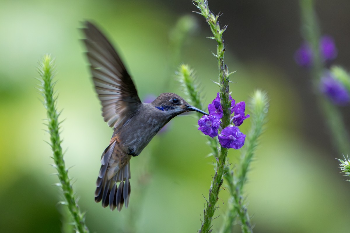 Brown Violetear - ML644007655