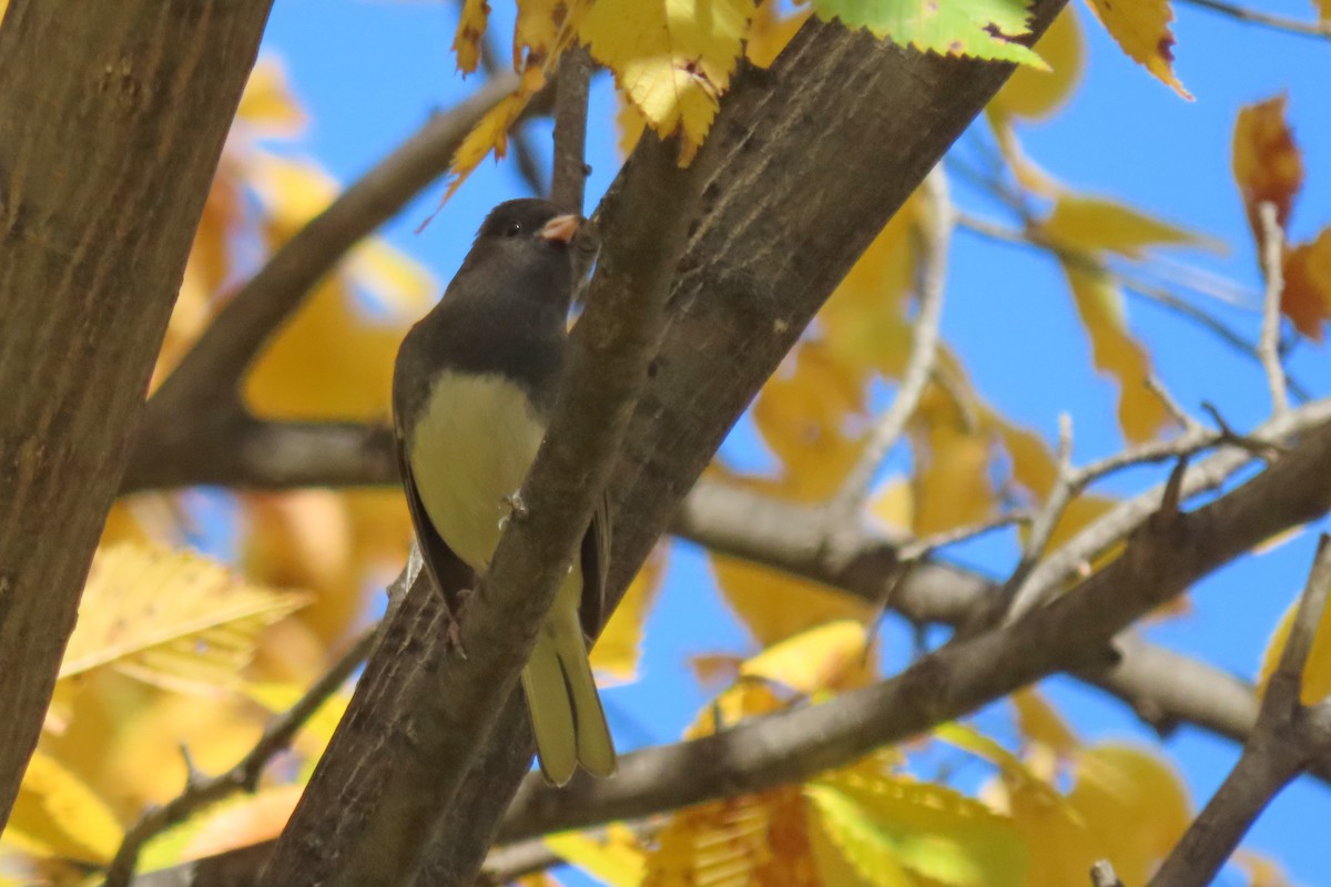Junco ardoisé - ML644007657