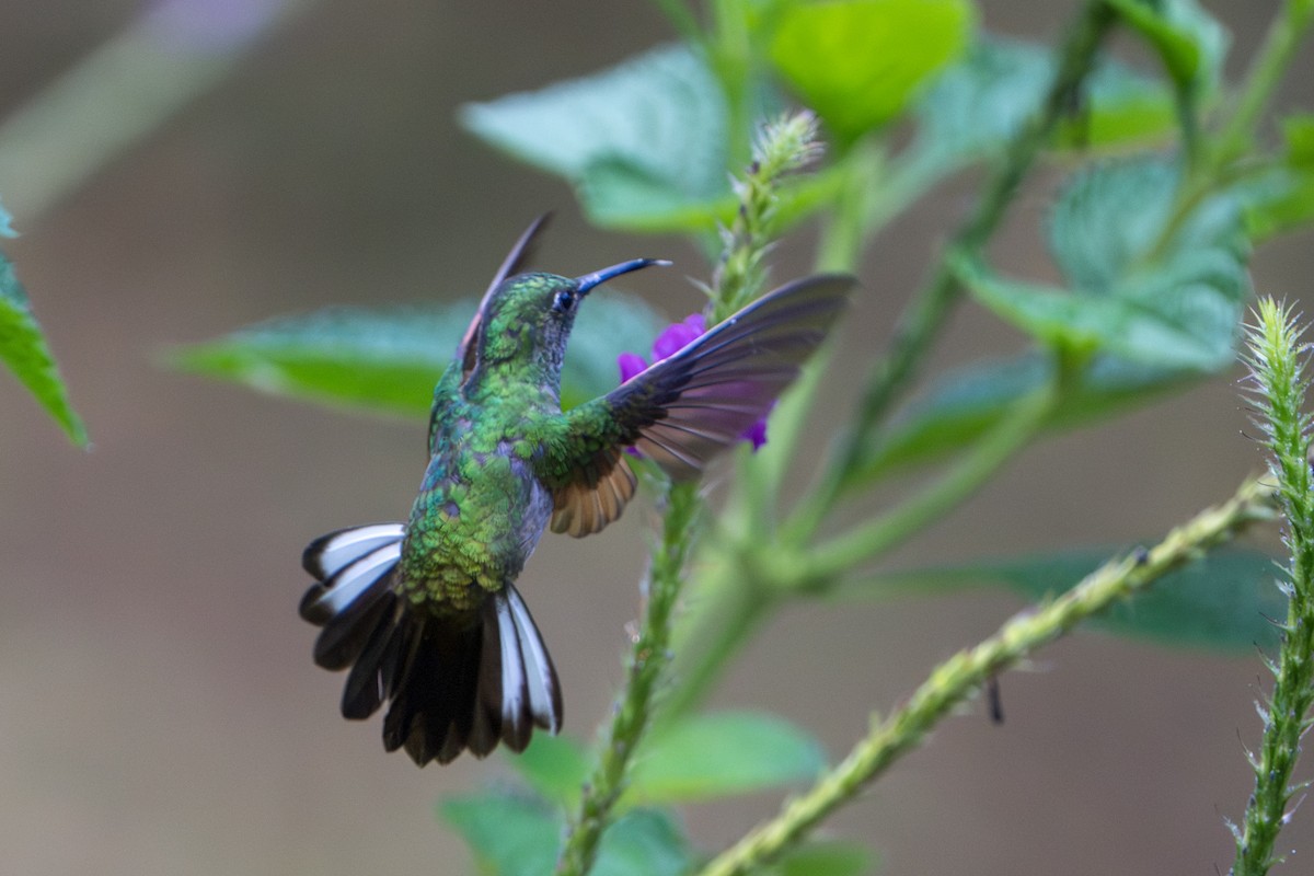 Stripe-tailed Hummingbird - ML644007668