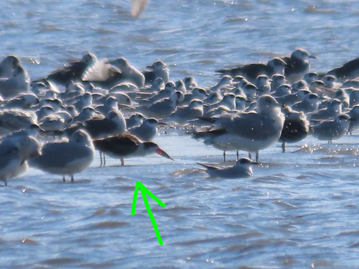 クロハサミアジサシ - ML644007687