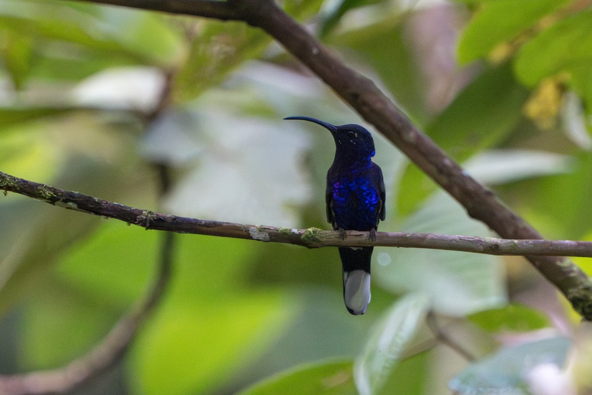 Violet Sabrewing - ML644007688