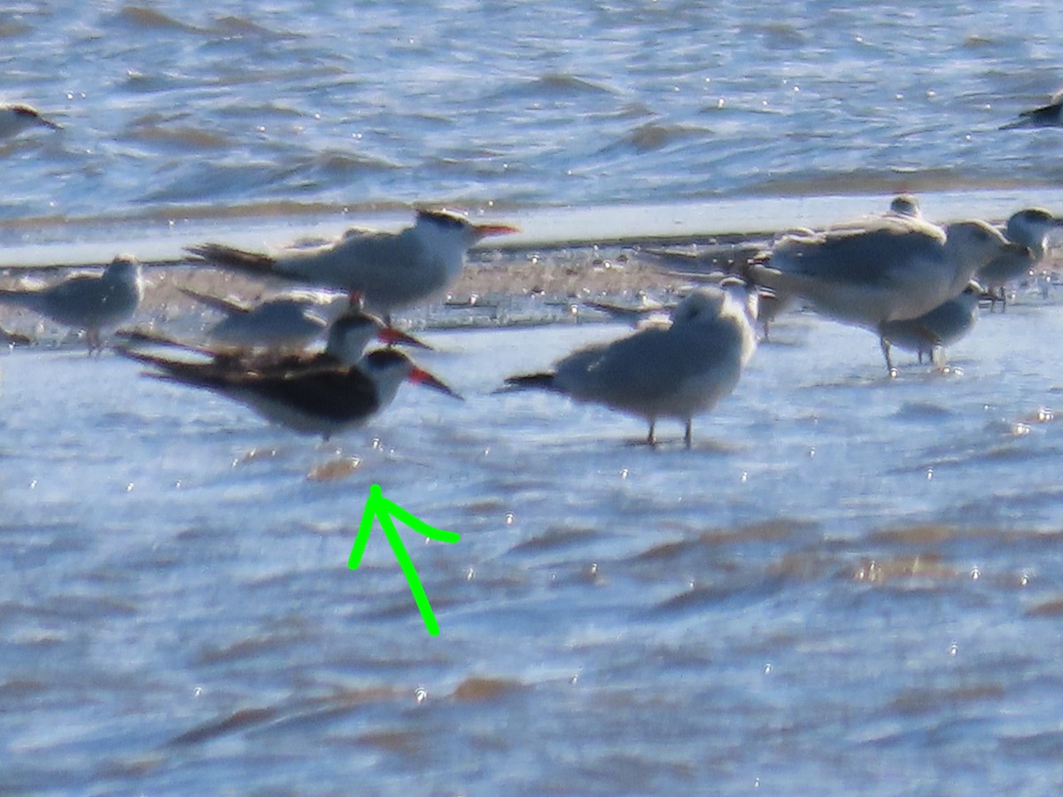 クロハサミアジサシ - ML644007689