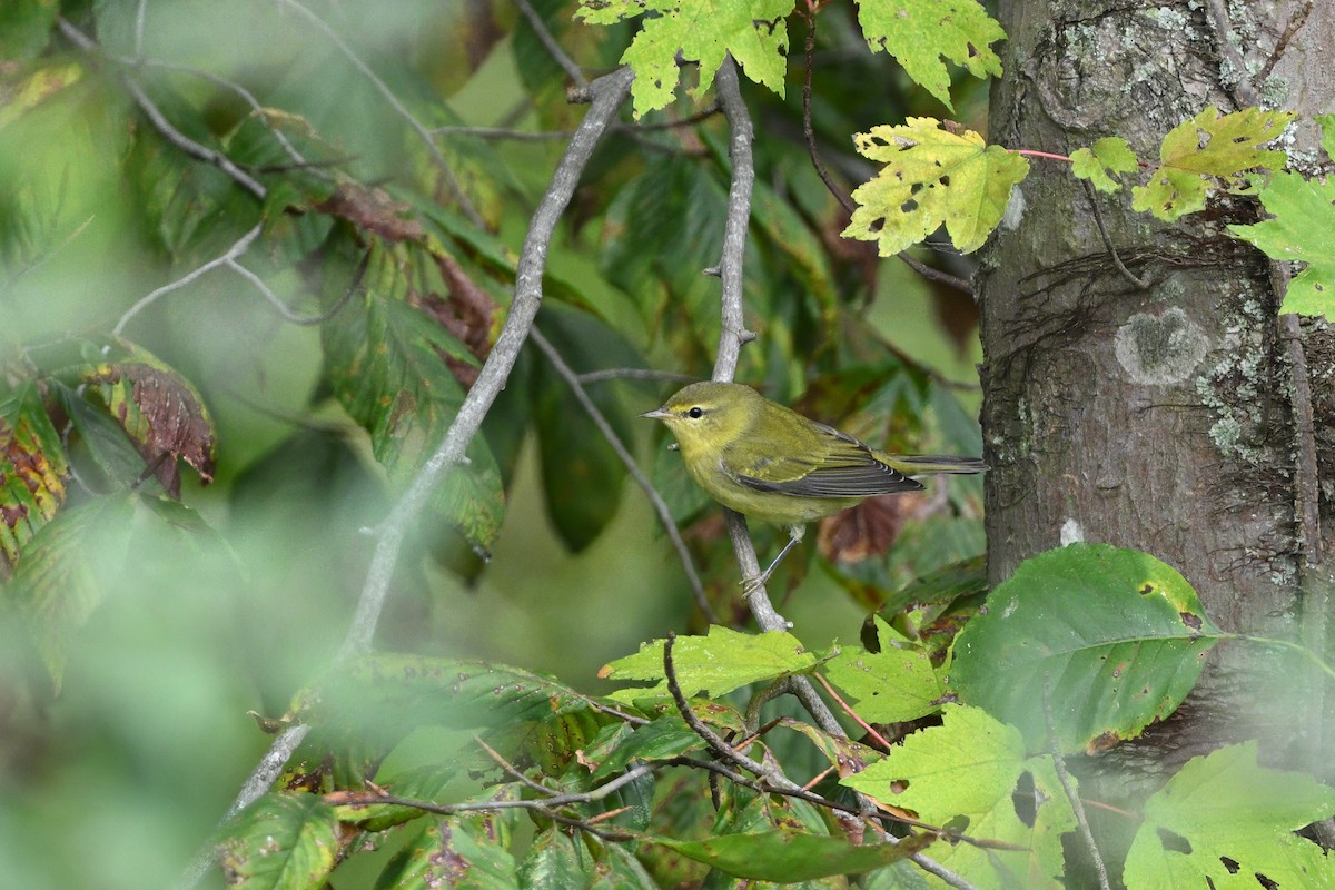 Tennessee Warbler - ML644007691