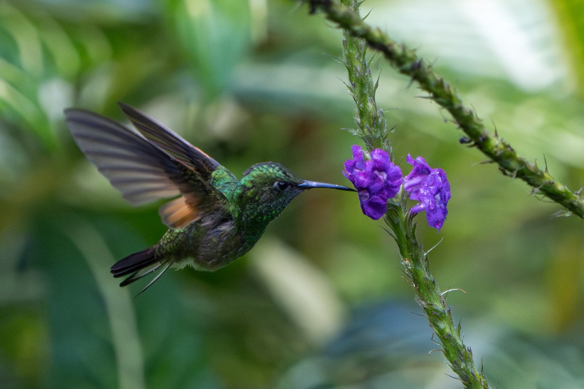 Stripe-tailed Hummingbird - ML644007702