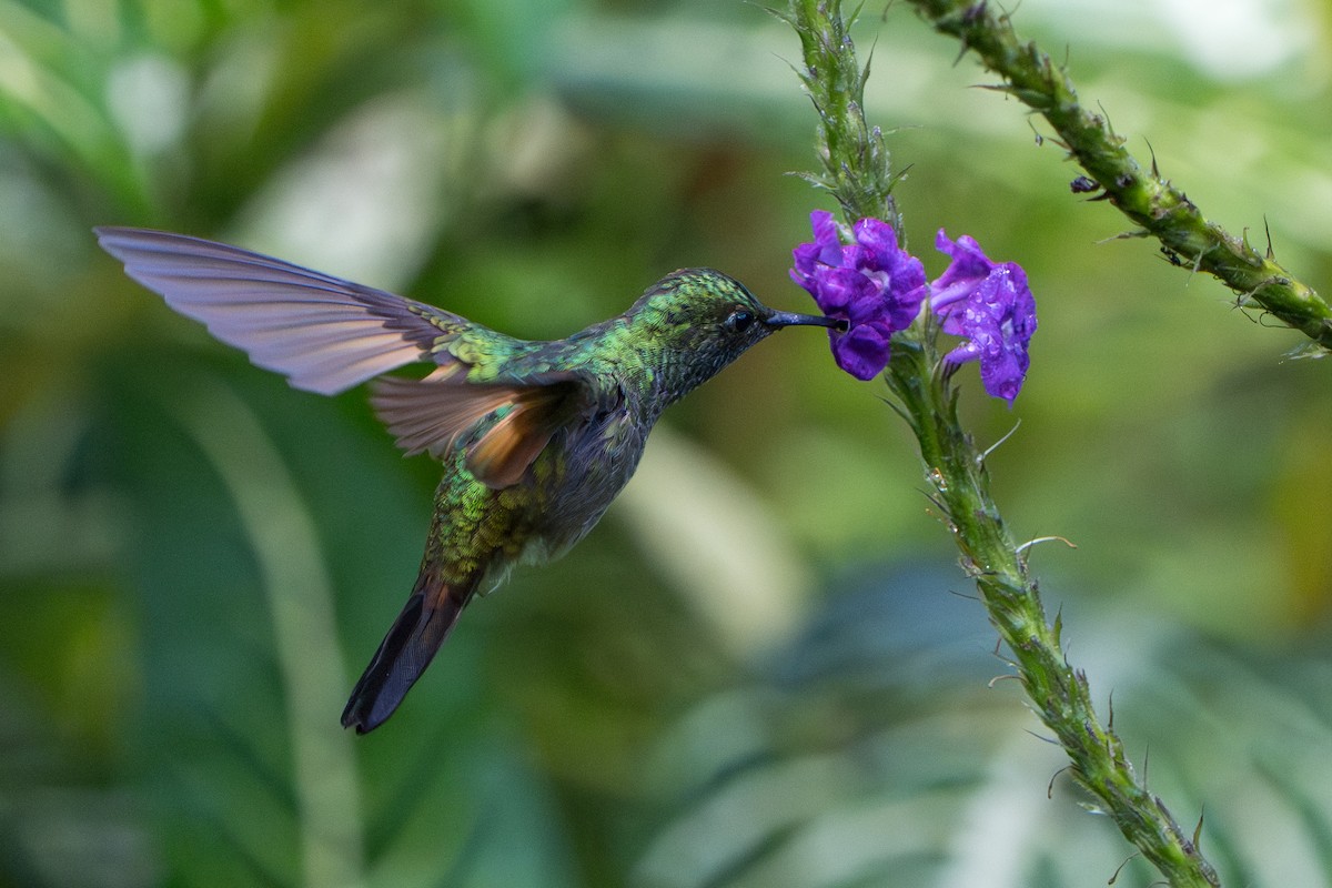 Stripe-tailed Hummingbird - ML644007704