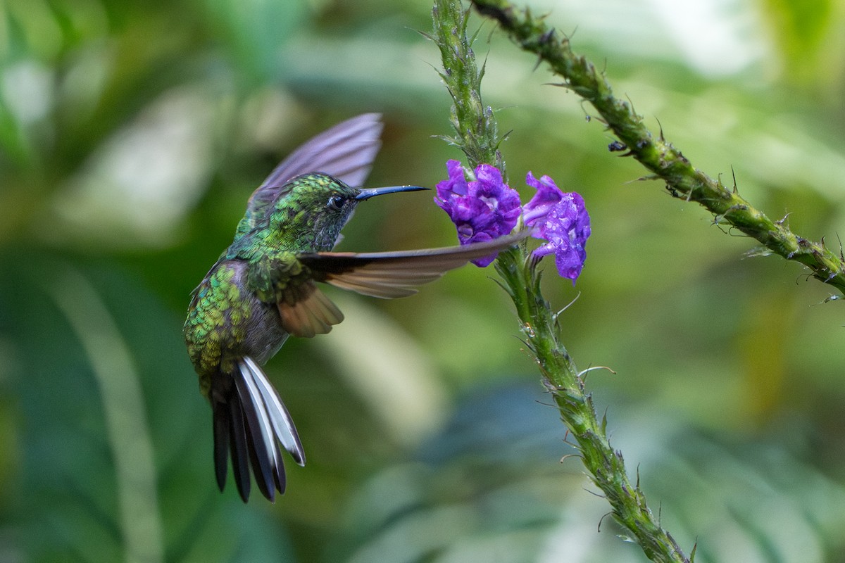 Stripe-tailed Hummingbird - ML644007706