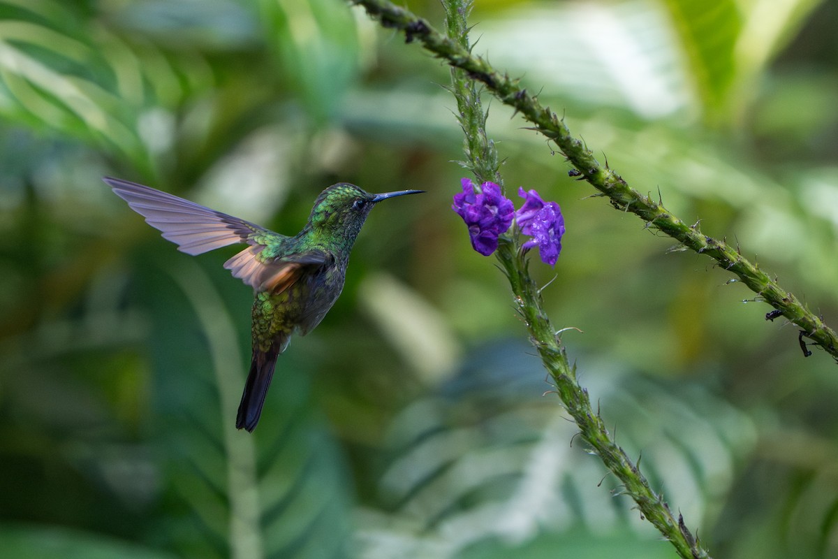 Stripe-tailed Hummingbird - ML644007707