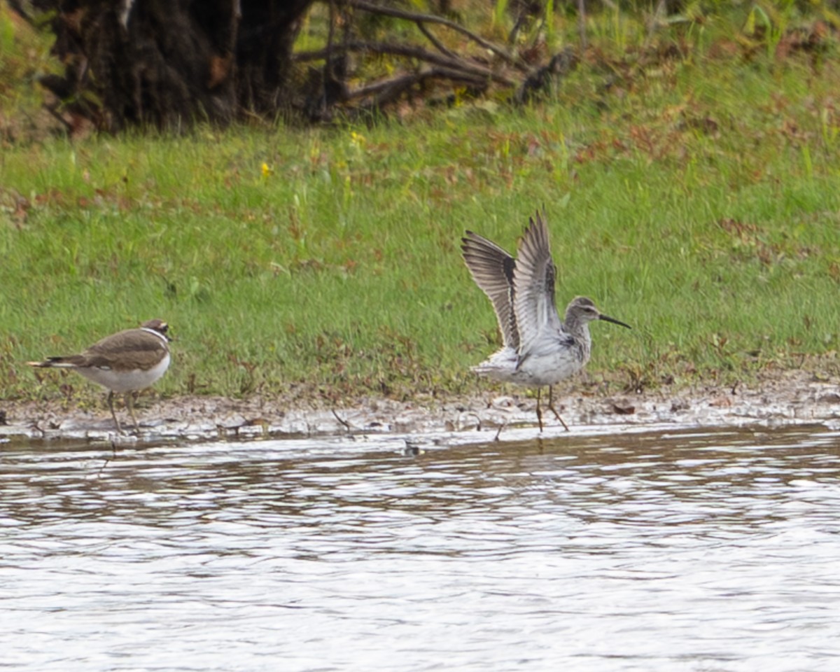アシナガシギ - ML644007721