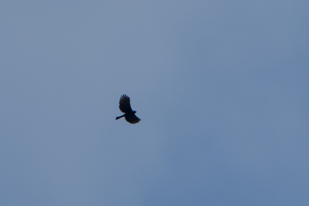 Black Hawk-Eagle - ML644007752