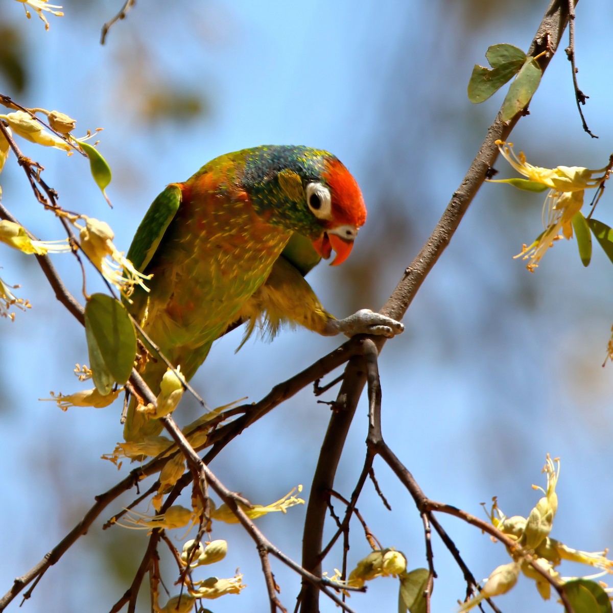 lori žíhaný - ML644007755