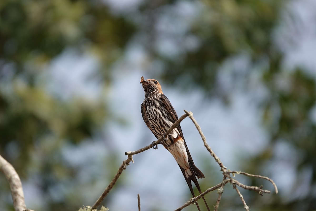 コズアカコシアカツバメ - ML644007774