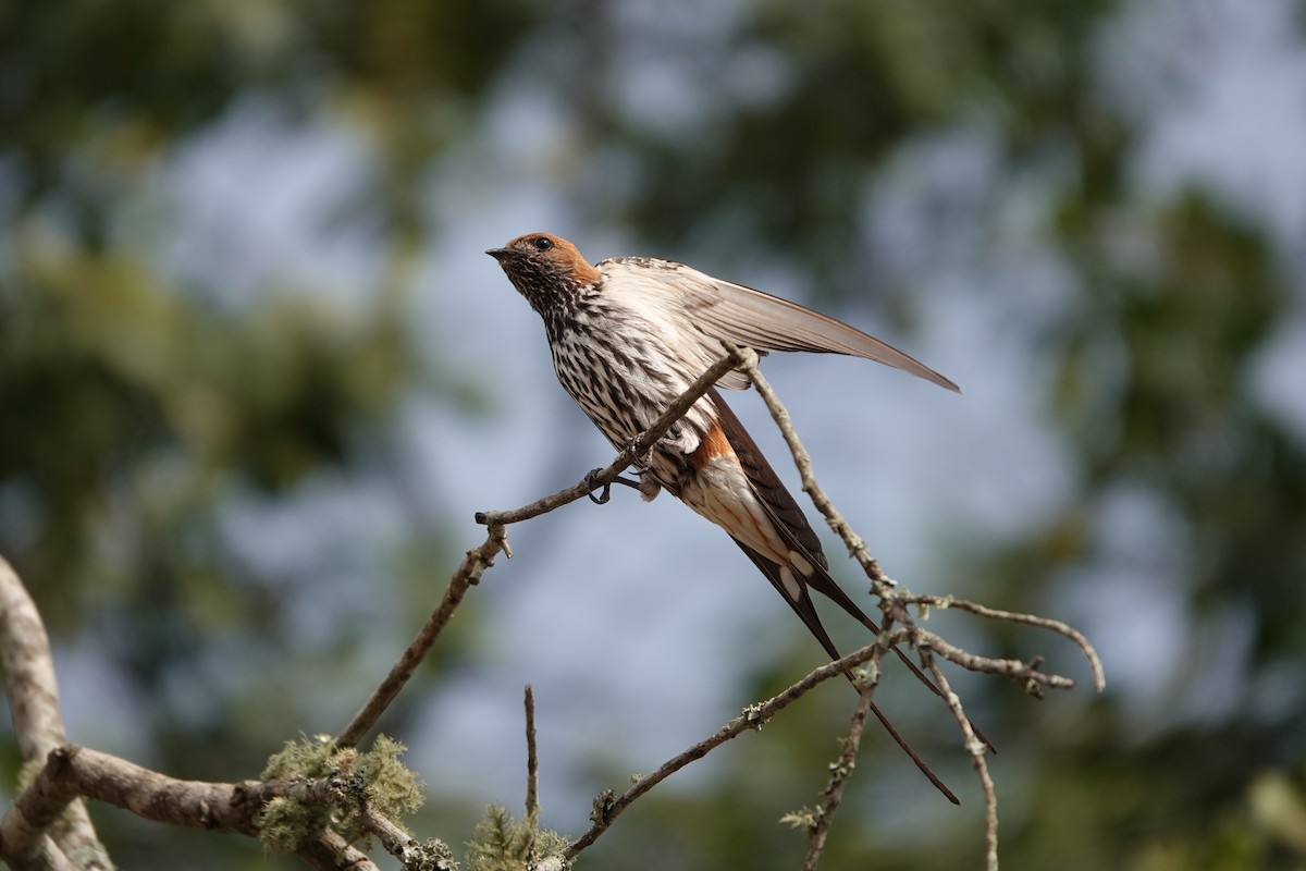 コズアカコシアカツバメ - ML644007775