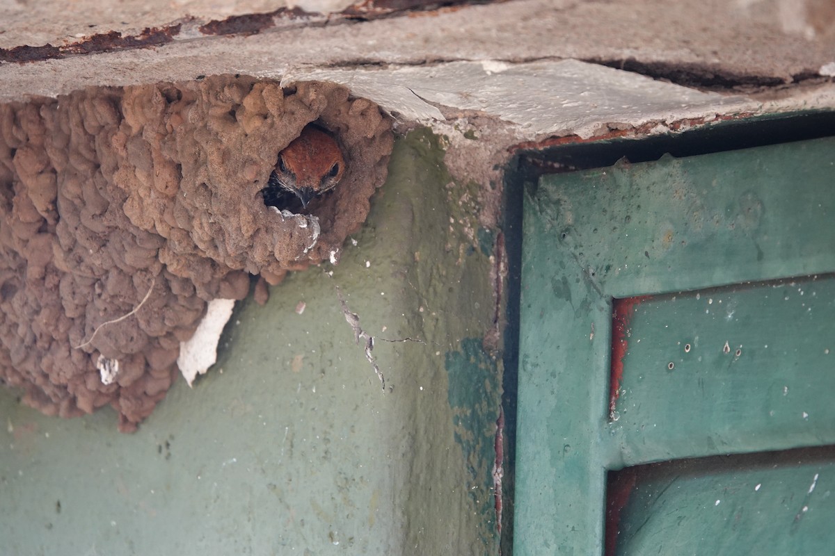 コズアカコシアカツバメ - ML644007776