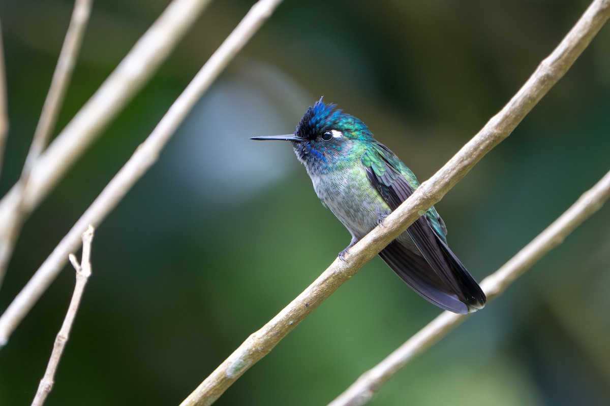 Violet-headed Hummingbird - ML644007807