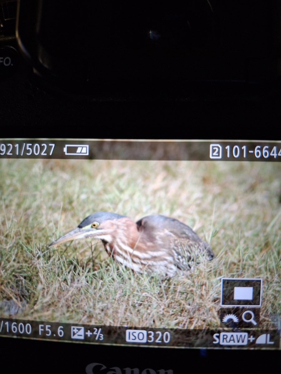 Green Heron - ML644007818
