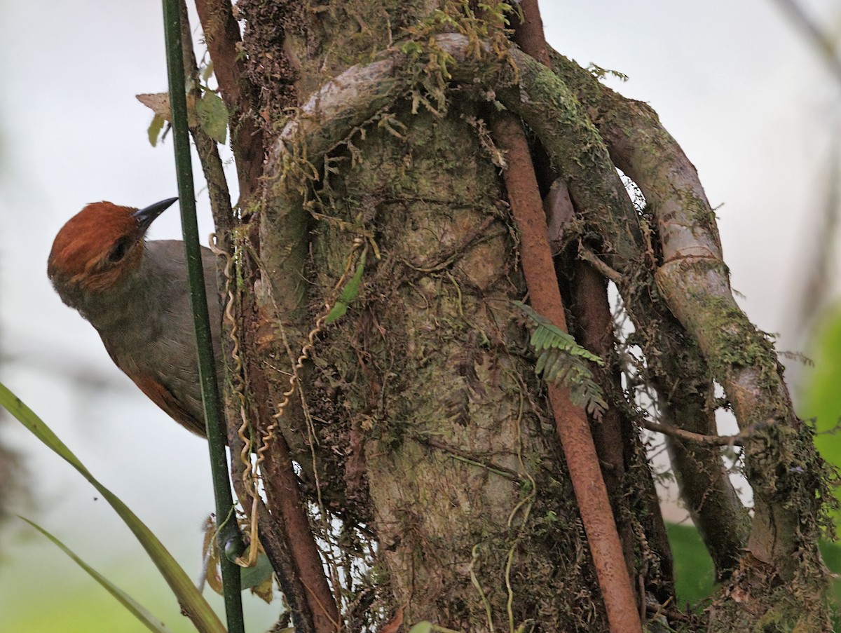 Al Yüzlü Dikenkuyruk - ML644007820