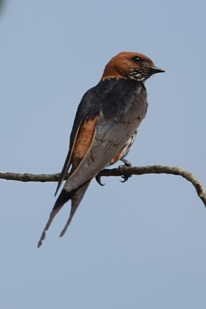 コズアカコシアカツバメ - ML644007827