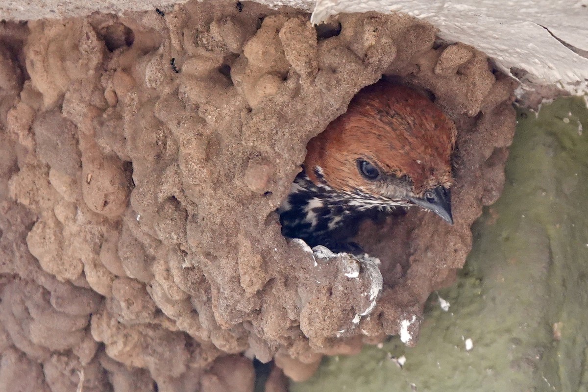 コズアカコシアカツバメ - ML644007828