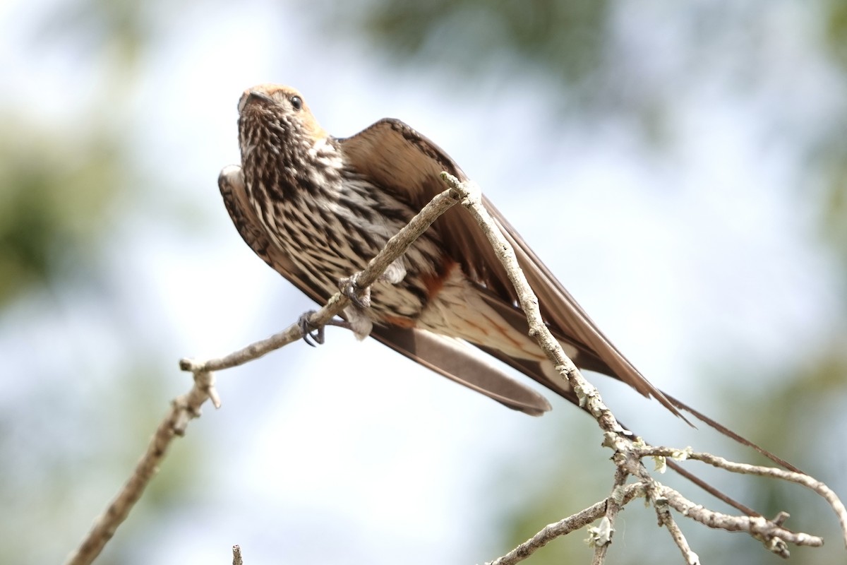 コズアカコシアカツバメ - ML644007829