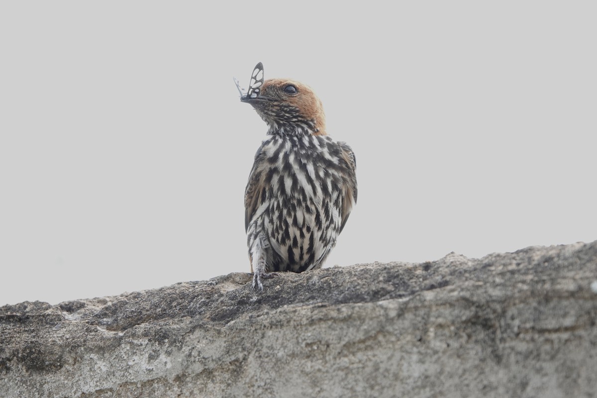 コズアカコシアカツバメ - ML644007830