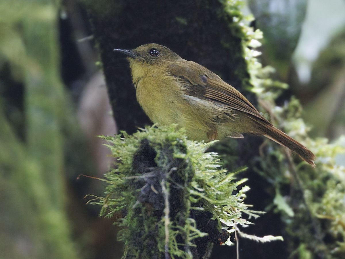 Bronze-olive Pygmy-Tyrant - ML644007846