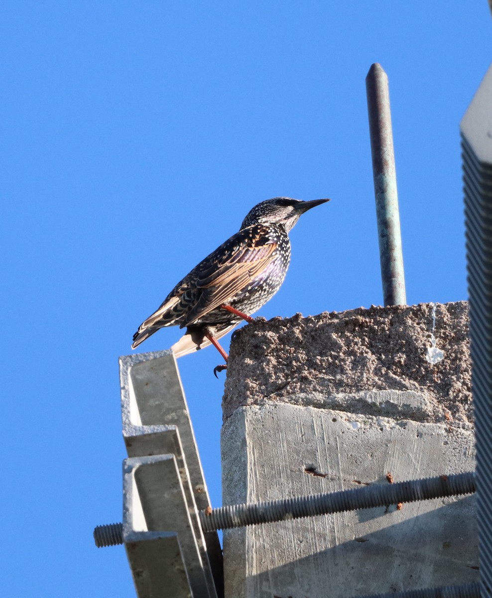 European Starling - ML644007850