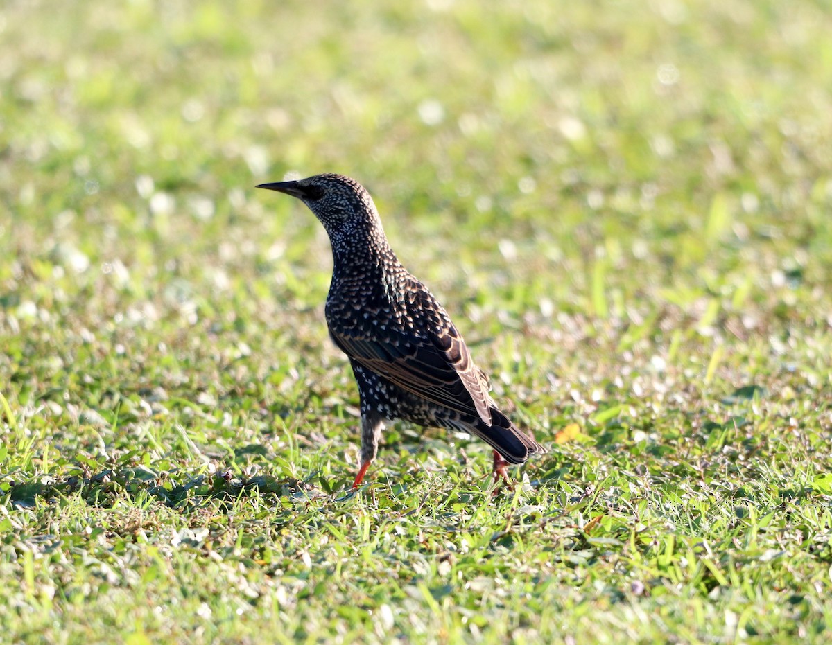 European Starling - ML644007852