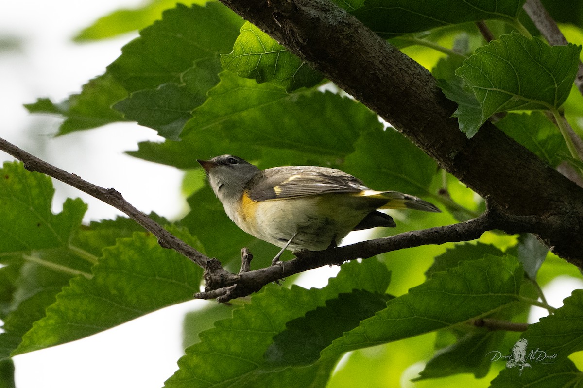 American Redstart - ML644007858