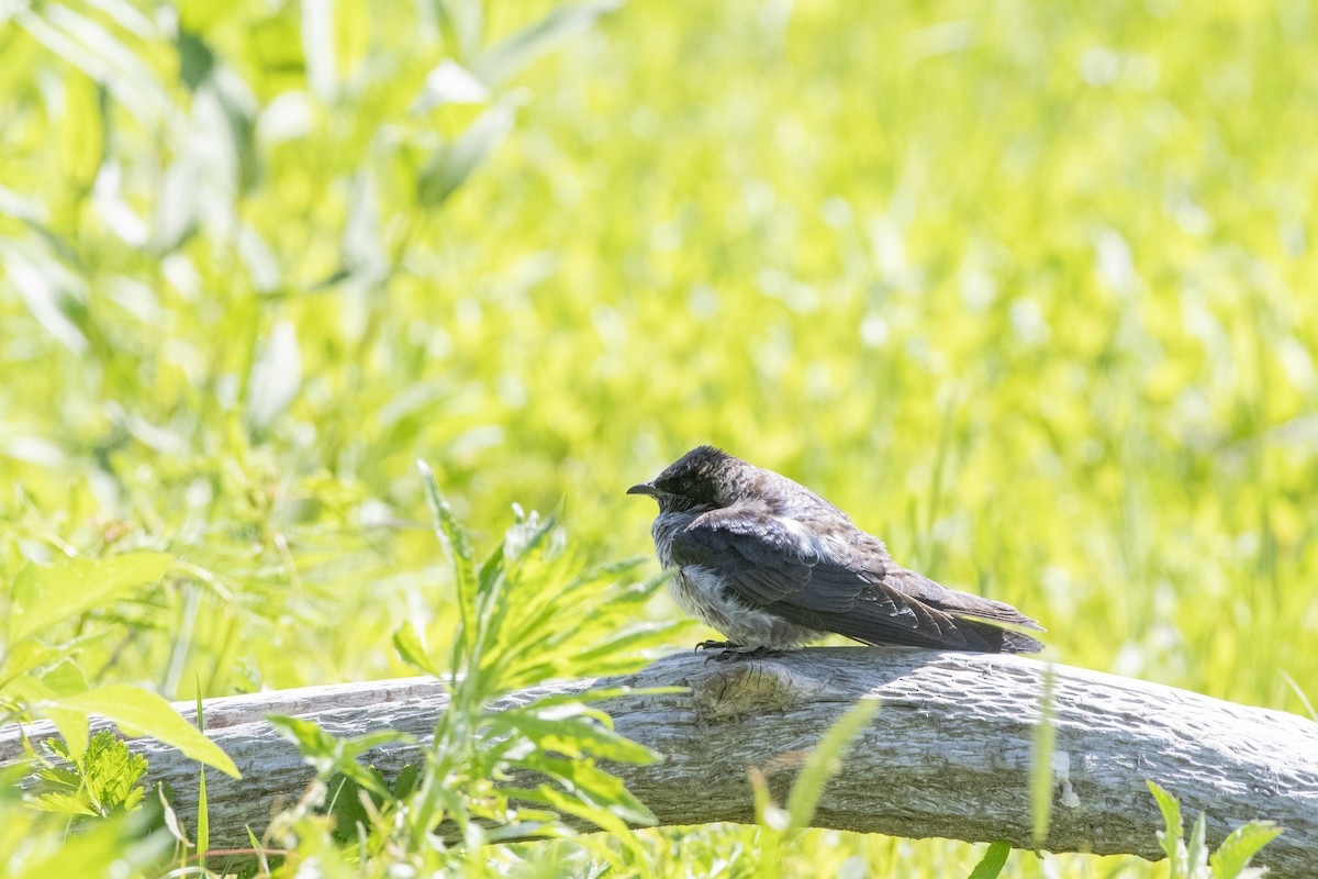 Purple Martin - ML644007865