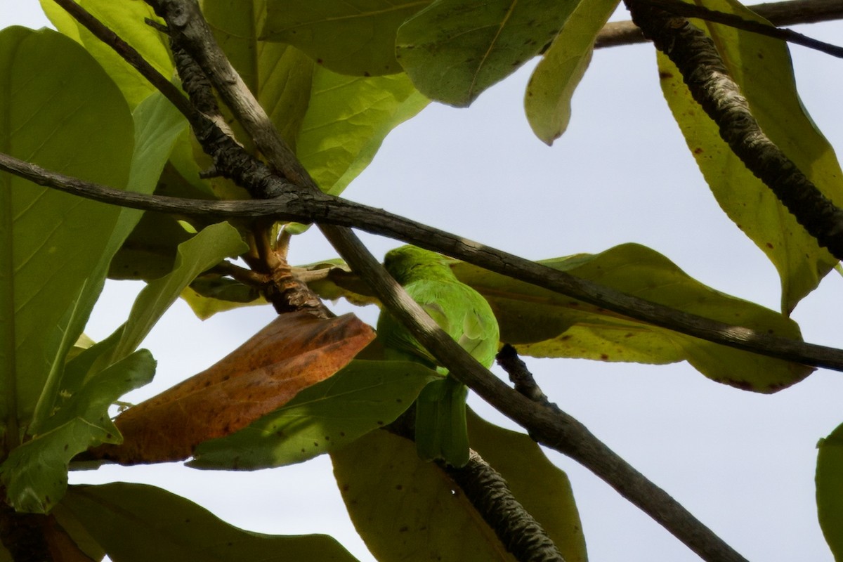 Golden-fronted Leafbird - ML644007875