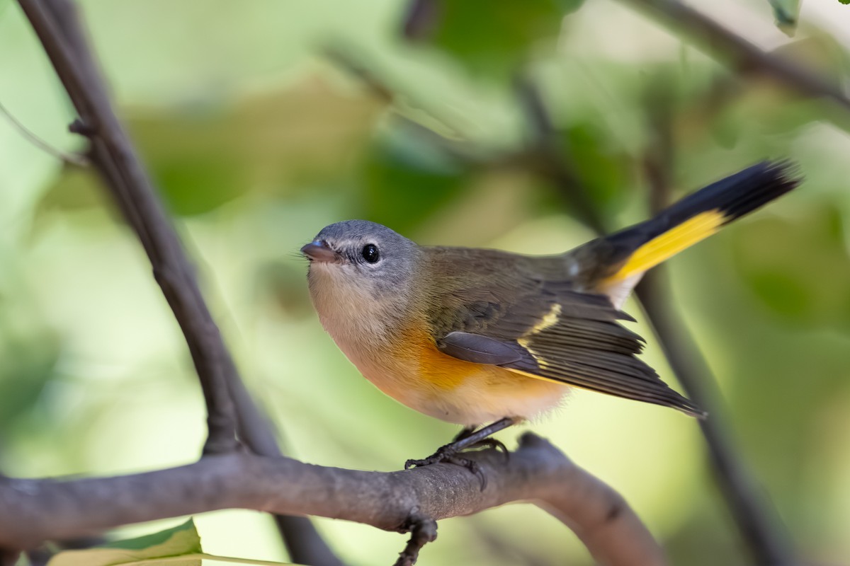 American Redstart - ML644007908