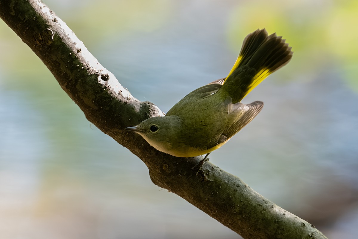 American Redstart - ML644007909