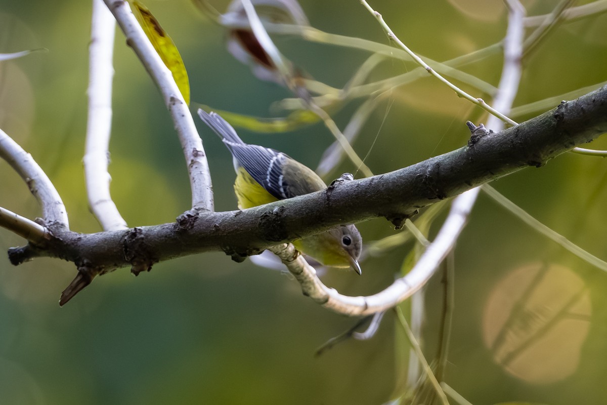 Magnolia Warbler - ML644007910