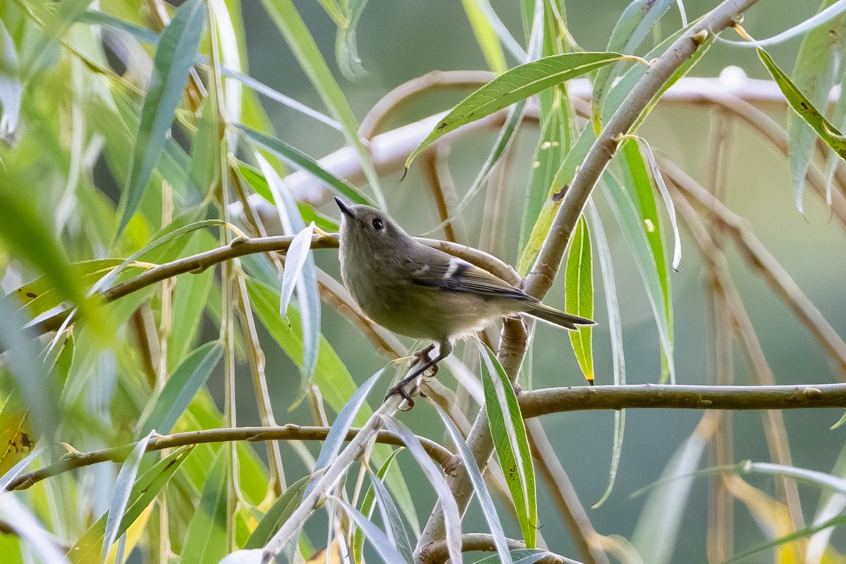 Ruby-crowned Kinglet - ML644007911