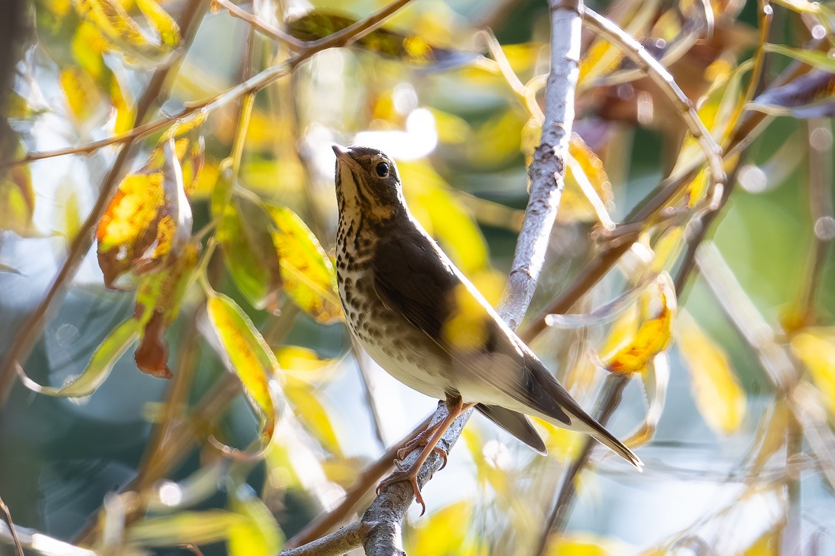 Swainson's Thrush - ML644007912
